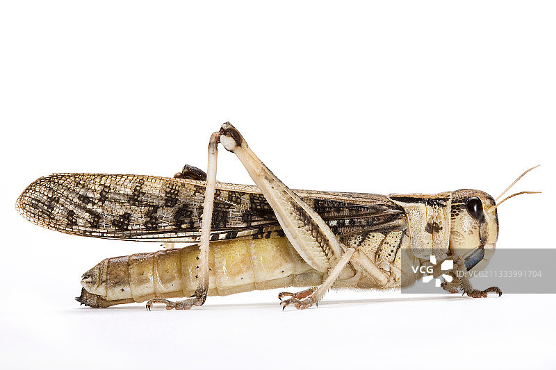白色背景上的群居沙漠蝗虫图片素材