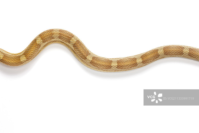 白色背景上的红色玉米蛇图片素材