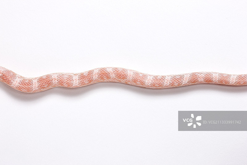 白色背景红色玉米蛇图片素材