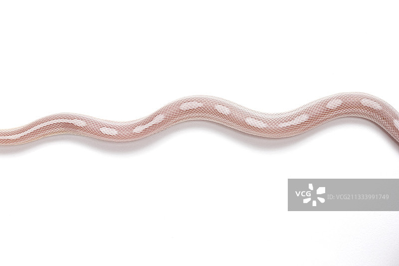 “Motley Lavender”红玉米蛇（白色背景）图片素材