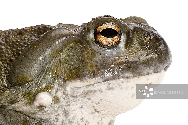 白色背景下的科罗拉多蟾蜍写真图片素材
