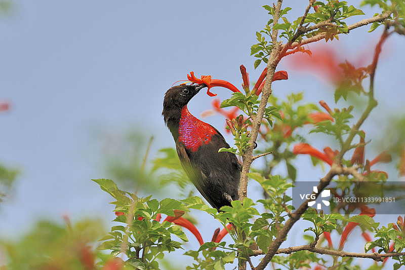肯尼亚，正在吸食花蜜的绯胸太阳鸟图片素材