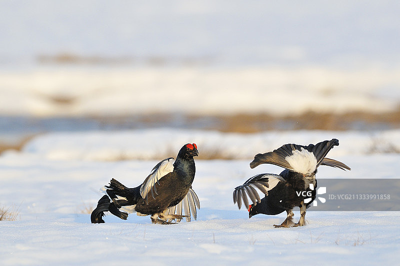 雪地中黑琴鸡雄性求偶的争斗图片素材