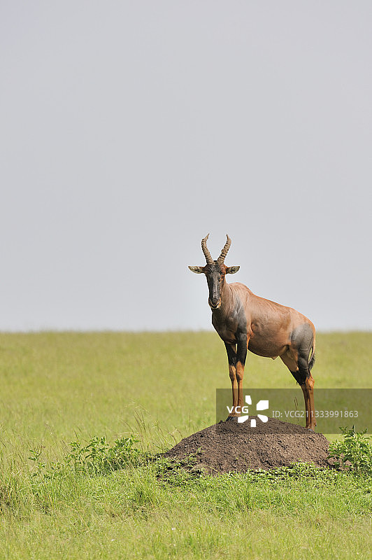 肯尼亚马赛马拉保护区土堆上的狷羚图片素材