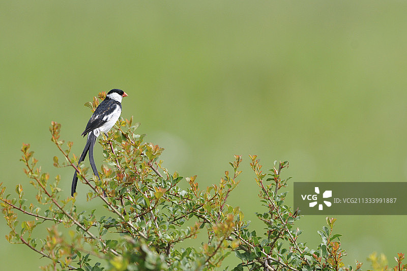 肯尼亚树枝上的针尾维达雀图片素材