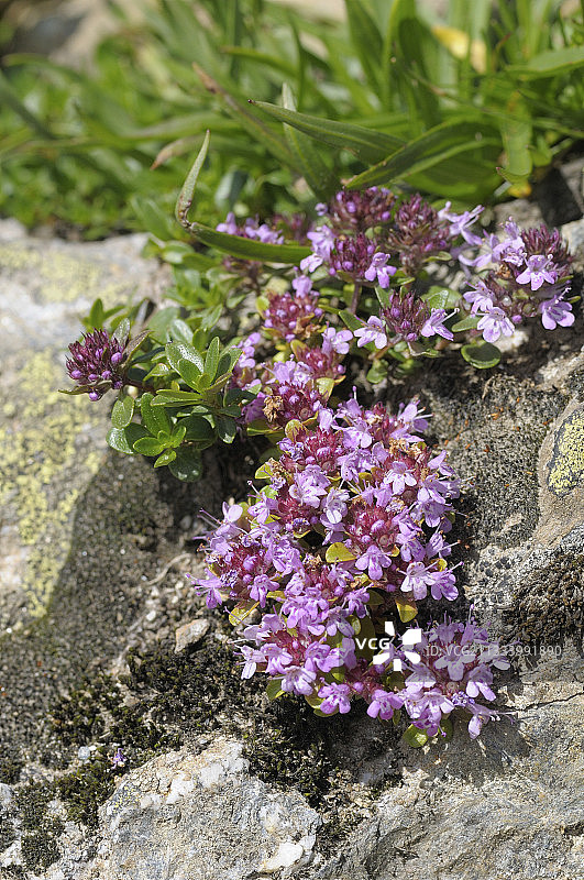 夏季盛开的野生百里香图片素材