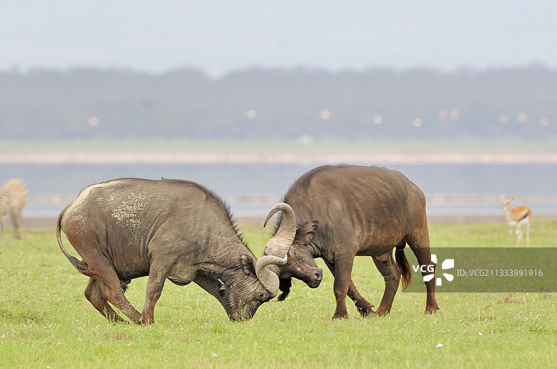 肯尼亚非洲水牛争斗图片素材