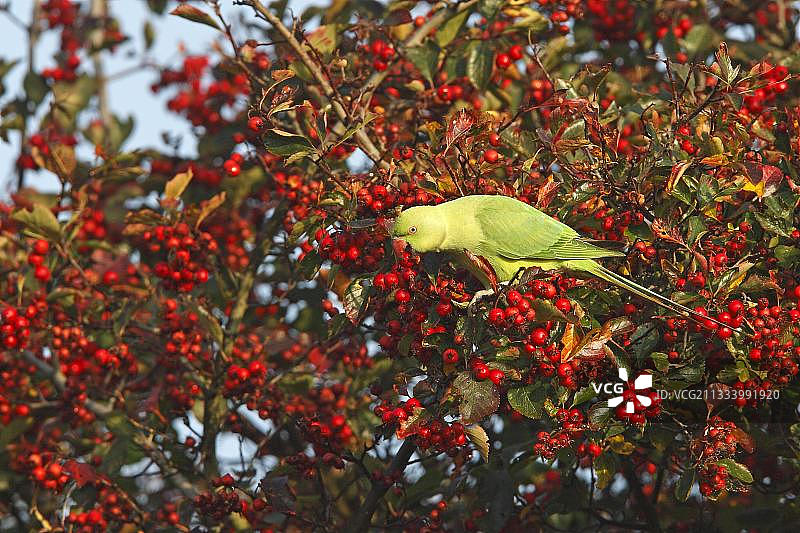 英国树上吃浆果的环颈鹦鹉图片素材