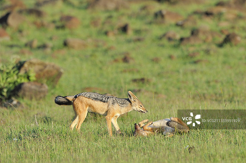 肯尼亚稀树草原上的黑背胡狼图片素材