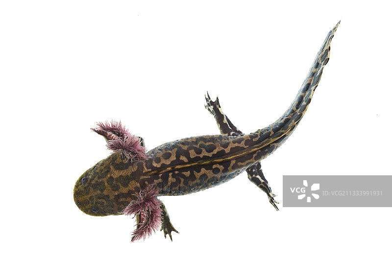 墨西哥米却肯州萨卡普湖特有物种图片素材