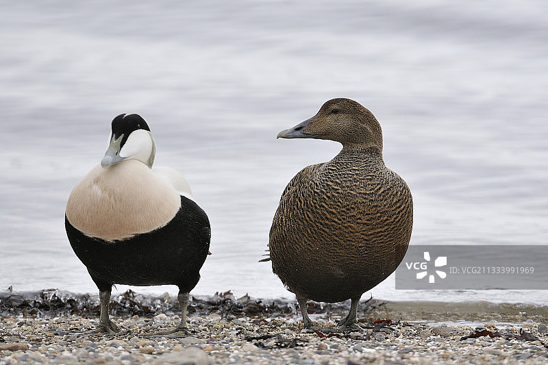 一对普通绒鸭在挪威图片素材