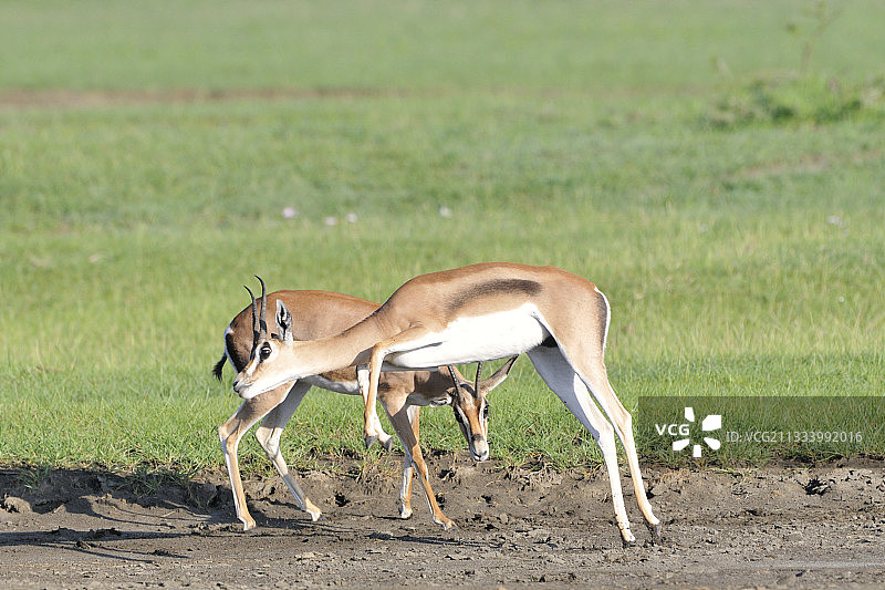 葛氏瞪羚的战斗，肯尼亚图片素材