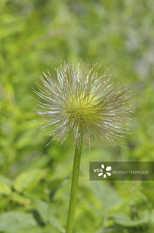 阿尔卑斯山脉白头翁果实，法国瓦努瓦兹国家公园图片素材