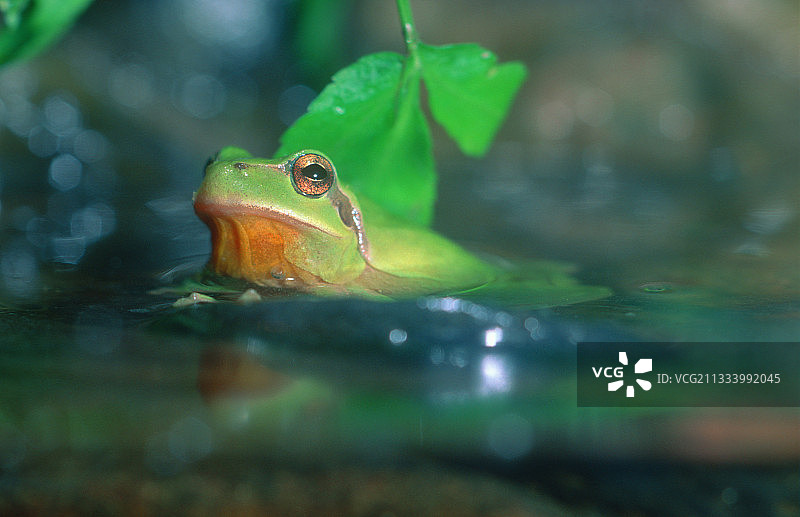 水中的地中海树蛙图片素材