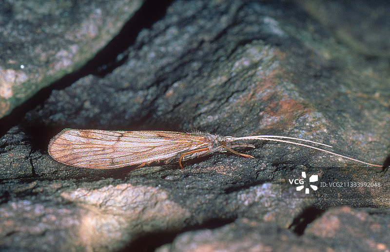石地上的毛翅目成虫图片素材