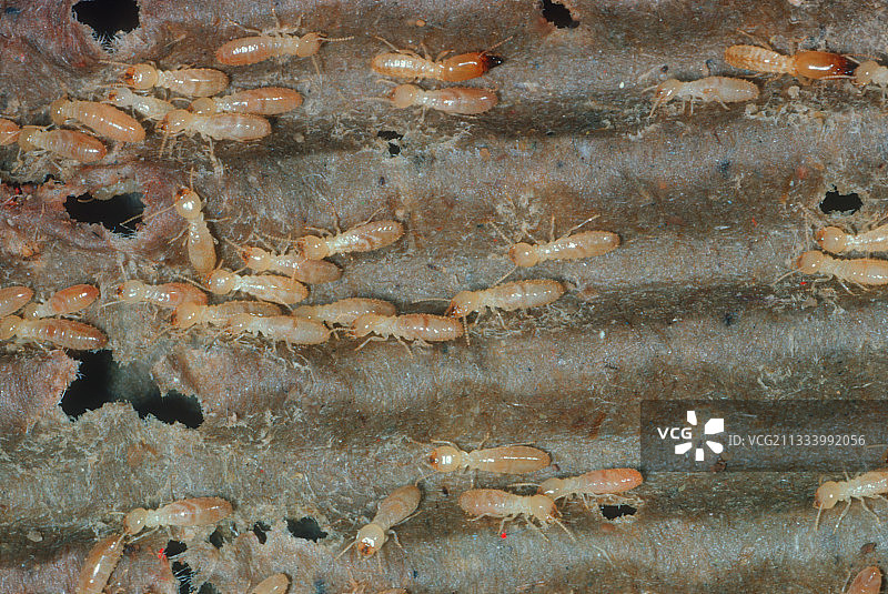 纸板中的隐蔽白蚁工蚁和兵蚁图片素材