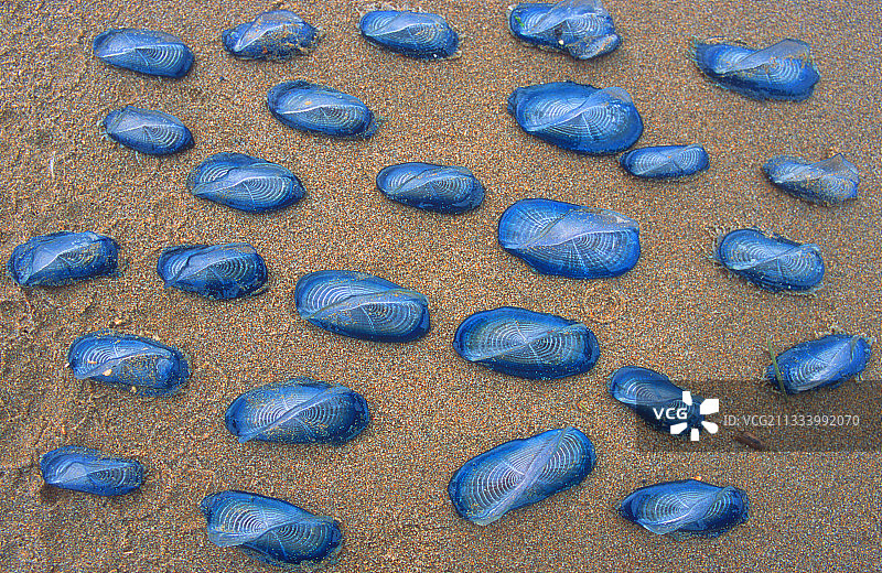 风暴过后沙滩上死亡的风帆水母图片素材