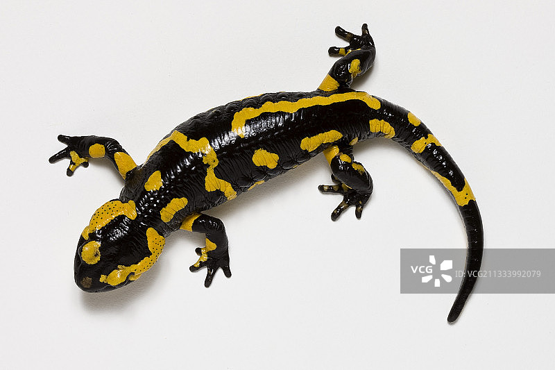 白色背景上的斑点蝾螈图片素材
