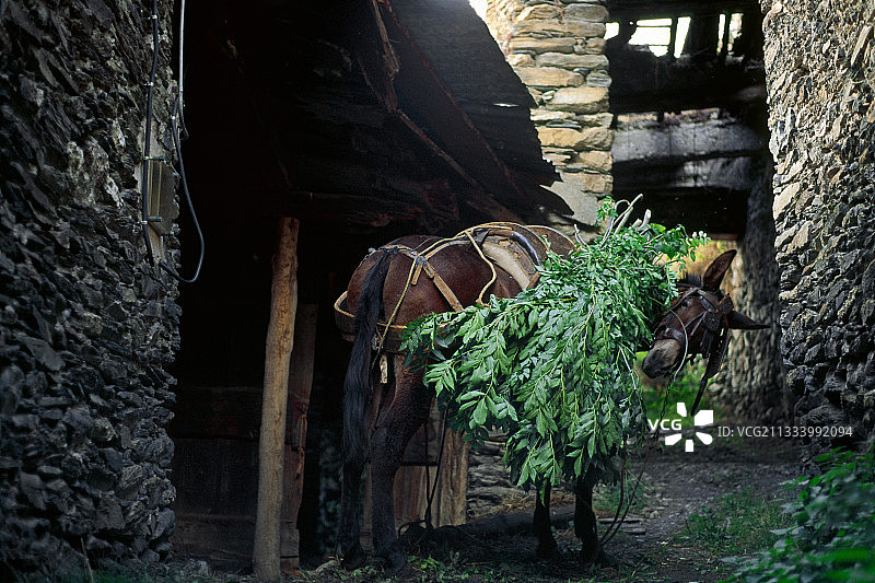 驮着白蜡树叶的骡子，西班牙图片素材
