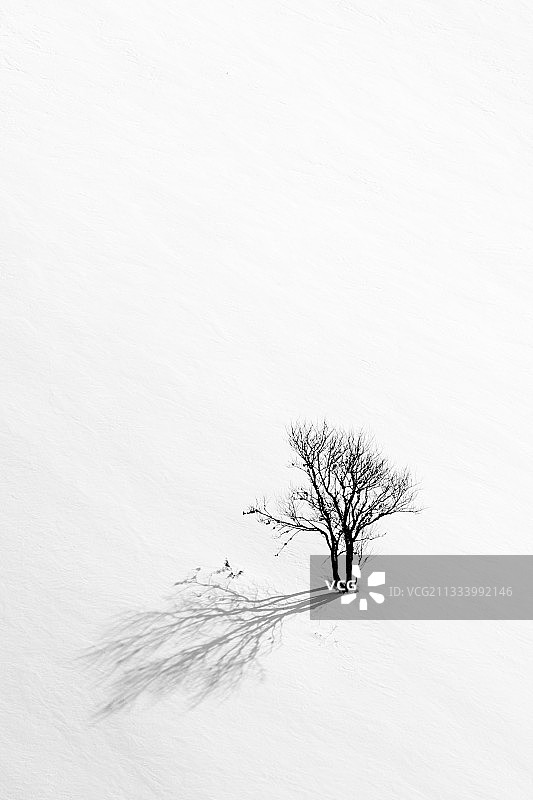 法国韦科尔孔博山谷雪中的树图片素材