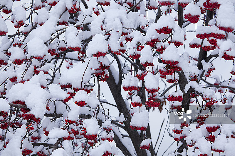 法国迪瓦地区雪地下的花楸果图片素材