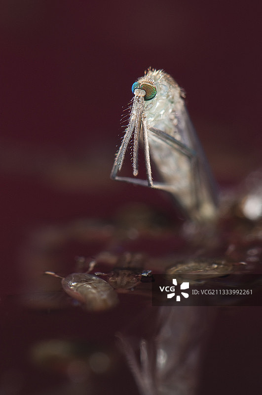 水中残留着大量的幼虫和蛹图片素材