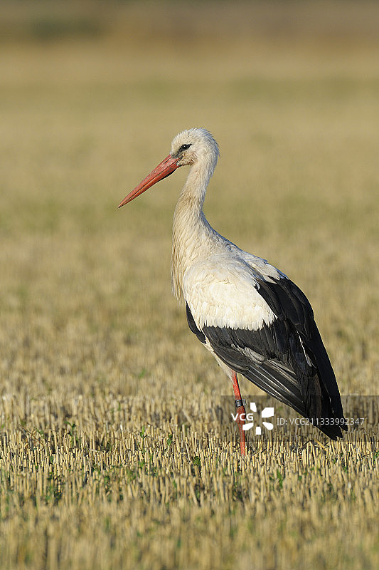 夏季德国麦田上的白鹳图片素材
