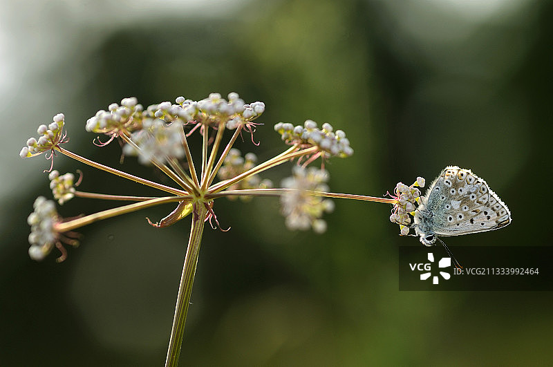 法国弗朗什-孔泰石灰质草地上的蓝色花朵图片素材
