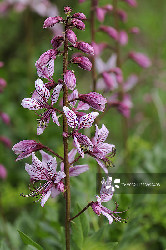 在法国石灰质草原盛开的燃烧的灌木图片素材