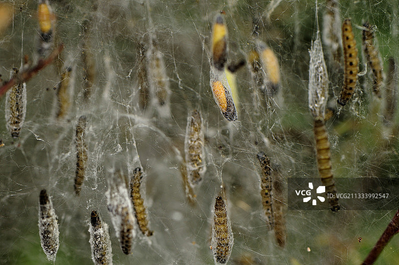 法国阿尔萨斯白鼬木炭丘石灰岩的蛹化图片素材