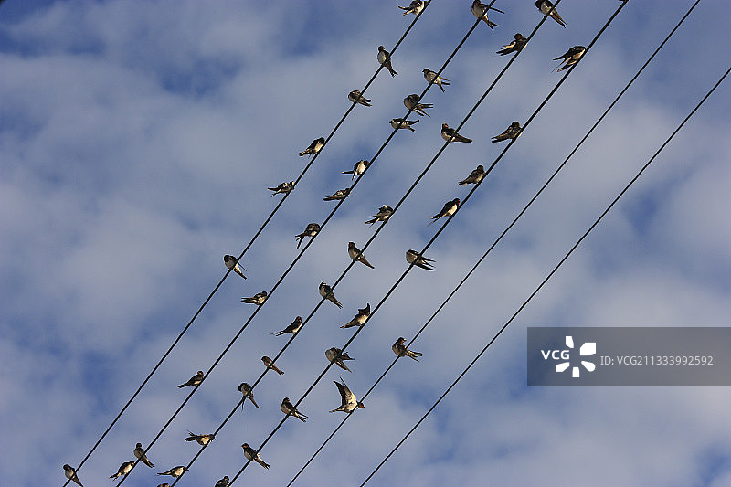 普洛默尔莫尔比昂电线上的燕子图片素材