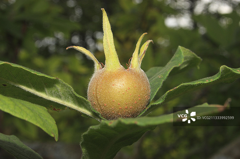 法国的成熟枇杷树图片素材