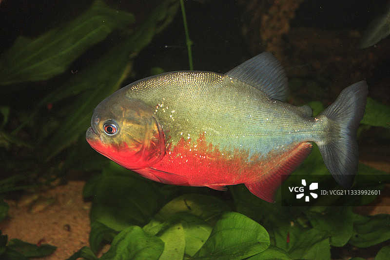 黑点食人鱼，瑞士巴塞尔图片素材