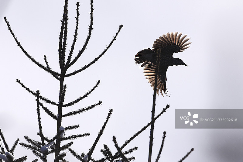 飞离法国的星鸦图片素材