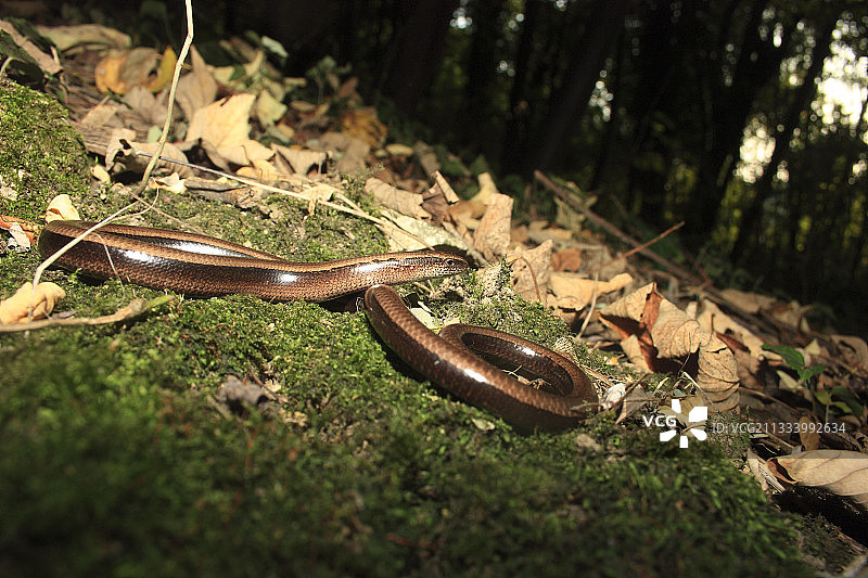 莱茵河上游森林中的雄性欧洲蛇蜥图片素材