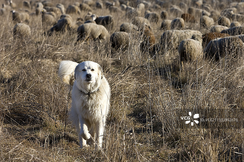 法国牧羊犬守护羊群图片素材