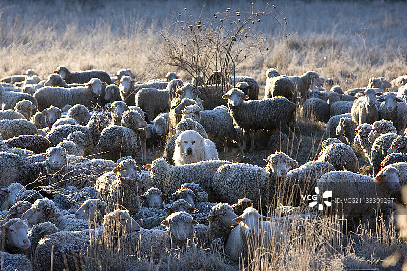 羊群中的比利牛斯山地犬图片素材