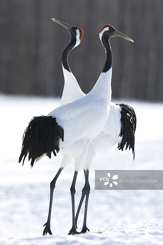 冬季日本北海道岛上的丹顶鹤图片素材