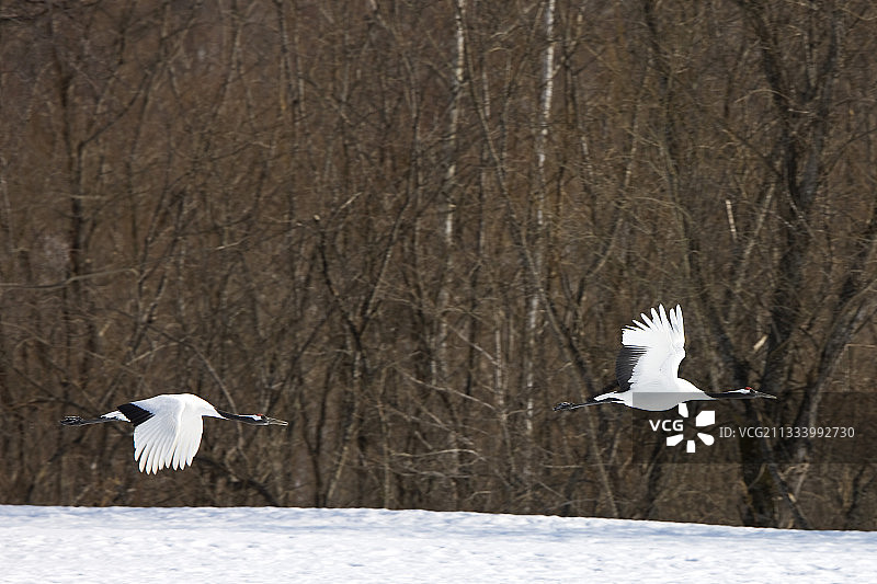 日本北海道冬季的丹顶鹤图片素材