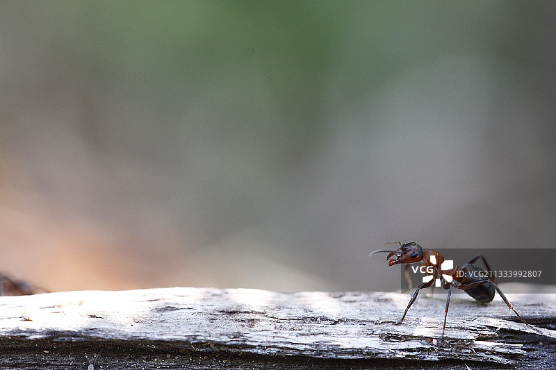 法国石头上的南方林蚁图片素材