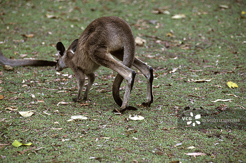 东部灰袋鼠行走图片素材