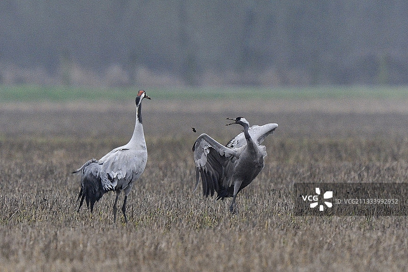 法国香槟区田野中的灰鹤图片素材