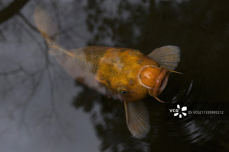 日本京都的锦鲤倒影图片素材