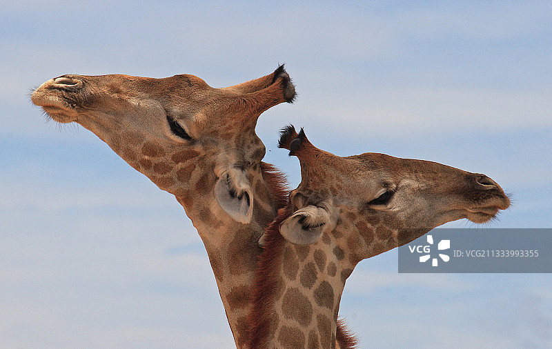 南非长颈鹿颈部特写肖像图片素材