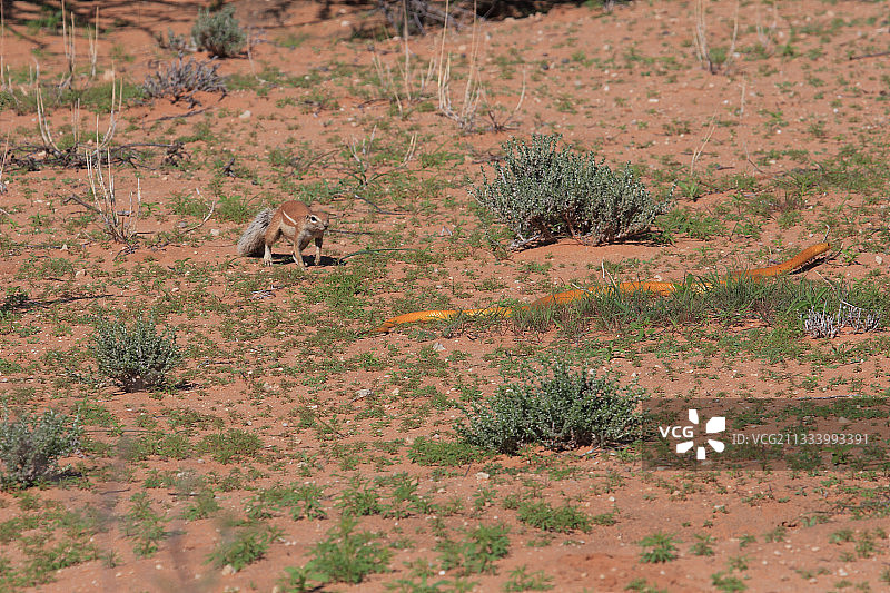在南非爬行的海角眼镜蛇图片素材