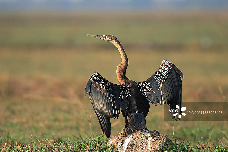非洲蛇鹈在博茨瓦纳伸展翅膀图片素材