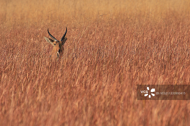 莫雷米国家公园芦苇中的南方芦苇羚头部图片素材