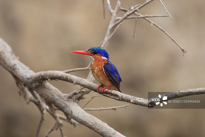 坦桑尼亚树枝上的翠鸟图片素材