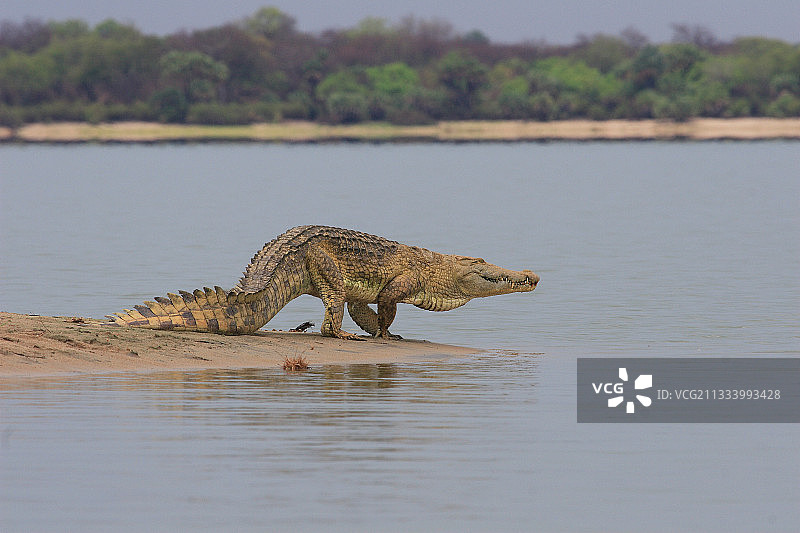 坦桑尼亚鲁菲吉河沙洲上的尼罗鳄图片素材