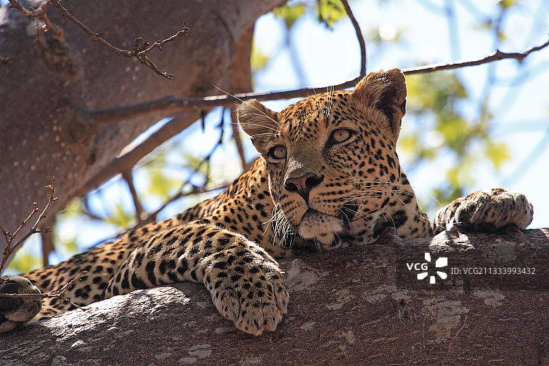 豹躺在坦桑尼亚的猴面包树上图片素材